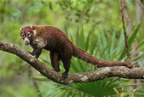 Tips on Caring for Pet Coatimundi or Coati