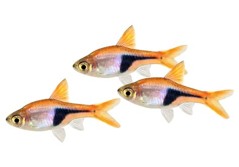 Harlequin Rasbora Care Guide: Everything You Need to Know in 2022