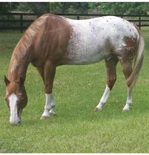 Few spot Blanket Appaloosa | Beautiful horse pictures, Beautiful horses, Appaloosa horses