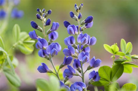 How to Grow and Care for False Indigo Plant