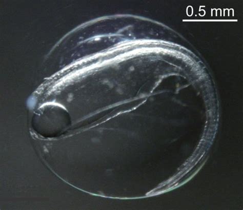 Japan researchers collect wild eel eggs for first time