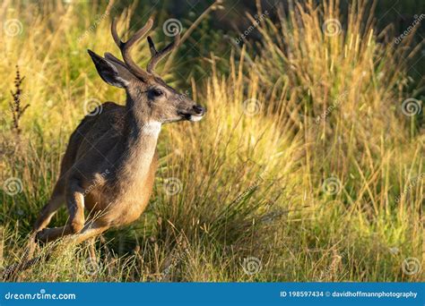 White-tailed Deer Buck with Antlers Running. Stock Photo - Image of beautiful, animal: 198597434