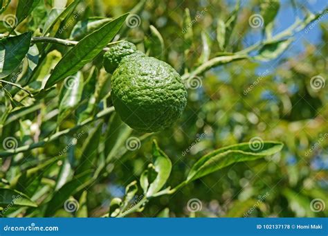 Orange dekopon tree stock photo. Image of group, mandarin - 102137178