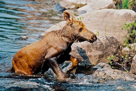 Moose Calf Photograph by Lena Hatch | Fine Art America