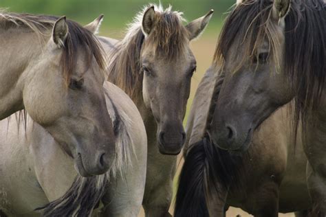 Caballos salvajes :: Imágenes y fotos