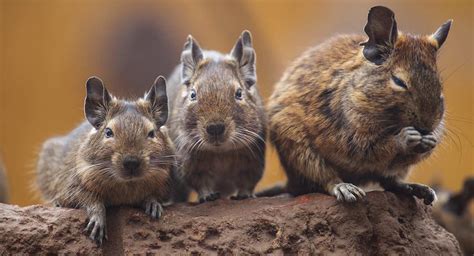 Degu Pet Facts - Your Chewing, Climbing Companions