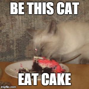 Be This Cat Eat Cake - Imgflip