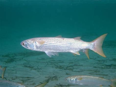 mullet fish | Mullet (fish) - Wikipedia Mullet Fish, Red Mullet, Florida Fish, Lure Making, Post ...