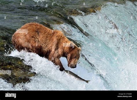 A brown bear is trying to catch jumping salmon at the Brooks Falls. Katmai National Park and ...