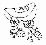 Coloring Pages  Ant Clipart Colouring Page sketch template