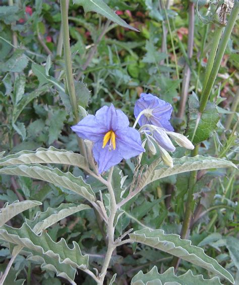 silverleaf nightshade (Flora and Fauna of the Rio Grande Valley) · iNaturalist