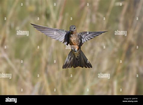 Giant hummingbird flying, Ecuador Stock Photo - Alamy