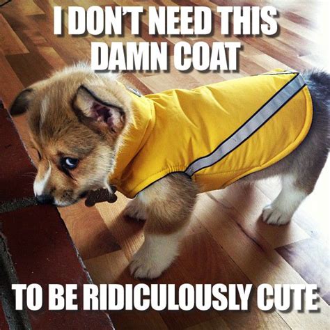 Corgi Puppy Raincoat // Bitsy HATES her raincoat!! | Corgi puppy, Corgi, I love dogs