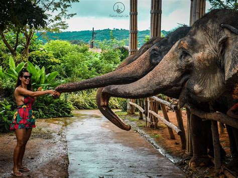 Elephant Jungle Sanctuary Phuket (Patong): All You Need to Know