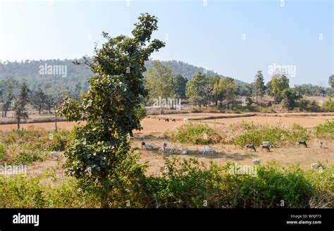 Landscape Scenery of Chhota Nagpur Semi arid Plateau, The Indo Gangetic plain in eastern ...