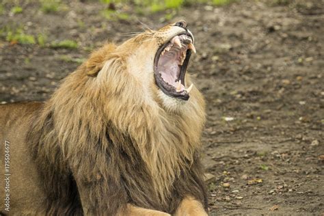 Lion yawning Stock Photo | Adobe Stock