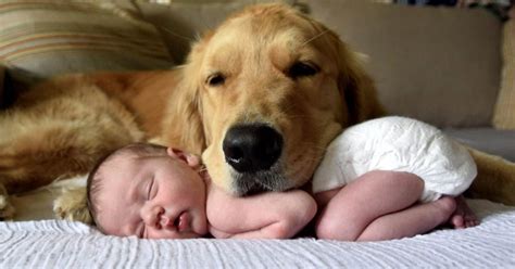 Golden Retriever Falling In Love With The Newborn Baby Is So Adorable | Golden retriever baby ...