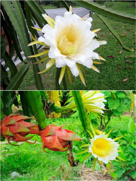 Dragon Fruit's Flower | Dragon fruit flower, Dragon fruit, Planting flowers