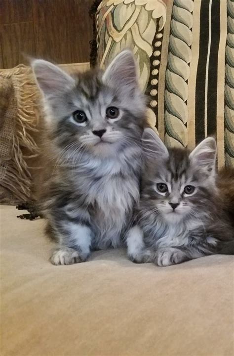 Silver tabby – Wild Onion Cat Breeder of Maine Coons Kittens