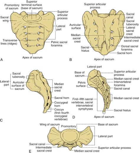 Sacral Fracture Classification