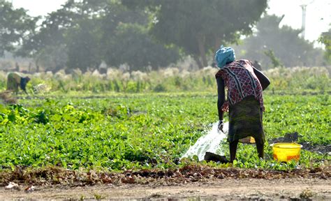 Strengthening Climate Resilience in The Gambia – RMSI Blog