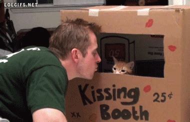 Cat Kisses GIF - Find & Share on GIPHY