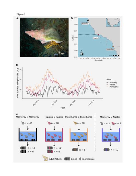 Cryptic genetic adaptation despite high gene flow in a range-expanding ...