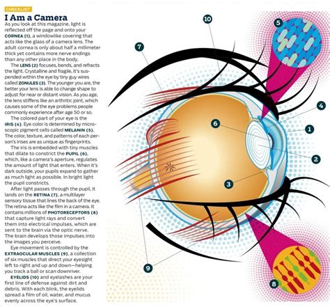 Anatomy of the Eye Infographic Health, Infographics, Eye Anatomy, Outside Magazine, Vaccines ...