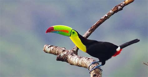 Rainforest & Wildlife - Panama | Veloso Tours