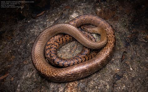 Common Rat Snake - Ptyas mucosus — HongKongSnakeID.com