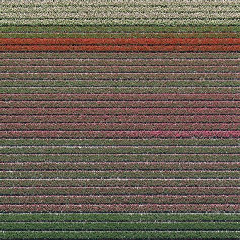 an aerial view of a field with many rows of flowers