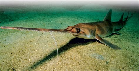 Fish Index: Longnose Sawshark (Pristiophorus cirratus)