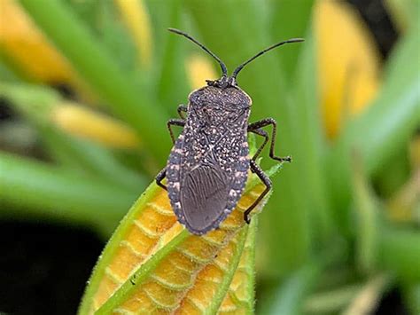 Stink Bug Vs Squash Bug: A Garden Guide