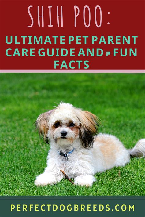 Shih Poo: Ultimate Pet Parent Care Guide and 7 Fun Facts | Shih poo ...