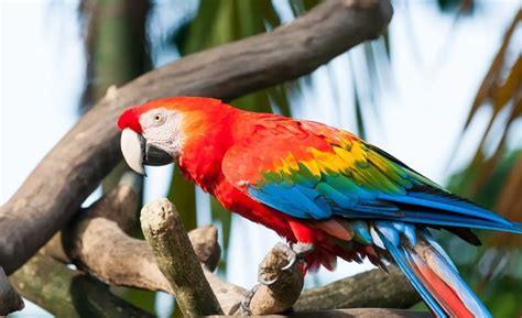 How much does a Macaw Cost - Macaws Price in 2021