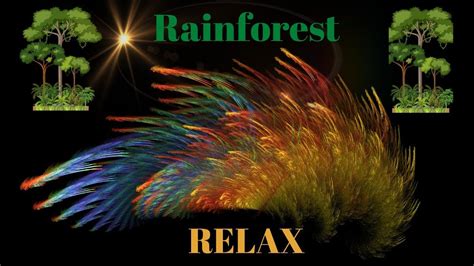 Relax with the Rainforest - YouTube