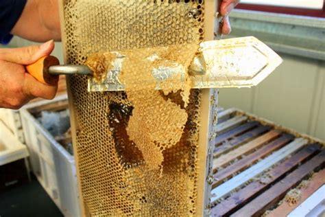 How to Extract Honey from a Beehive | Paris Farmers Union