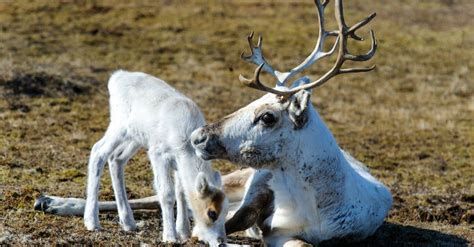 Why Do Female Reindeer Have Antlers? - A-Z Animals