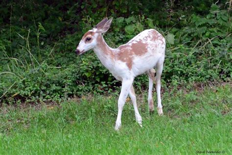 "Natural World" Through My Camera: Piebald Fawn With Family...