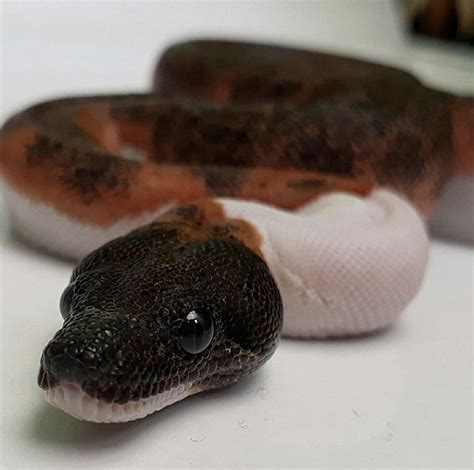 10 Beautiful Boa Constrictor Morphs - ReptileWorldFacts