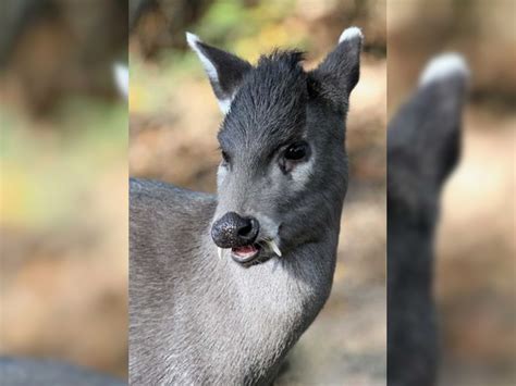 The 4 Weirdest Deer Species on the Planet | OutdoorHub