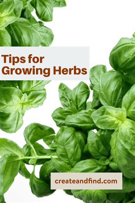 Tips For Growing Herbs You Won't Want to Skip