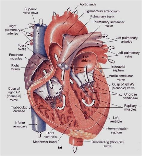 interventricular septum - Google Search | Anatomy and physiology, Medical anatomy, Human anatomy ...