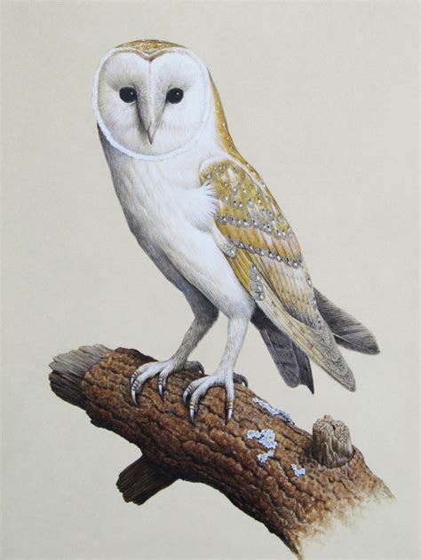 Barn Owl Painting at PaintingValley.com | Explore collection of Barn Owl Painting