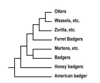 Synapsida: Weasels in Stone: Mustelid Evolution