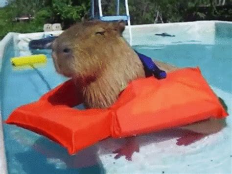 capybara gifs for the stressed student