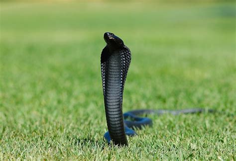 cobra, Real, Negra, Reptil Wallpapers HD / Desktop and Mobile Backgrounds