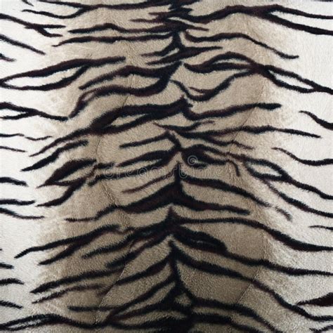 Tiger fur texture stock photo. Image of animal, stylish - 141586884