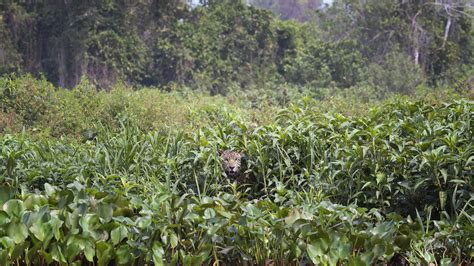 There are two jaguars in this forest scene - but can you spot the second one? | The Irish Sun