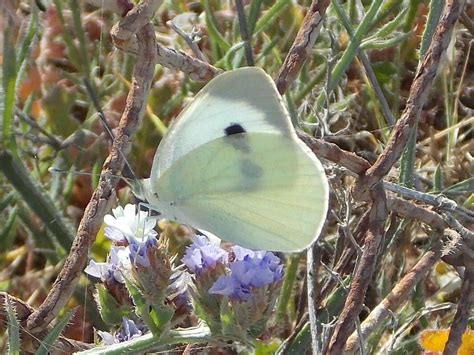 Palearctic Butterflies - Pieridae - BRITISH NATURE GUIDE